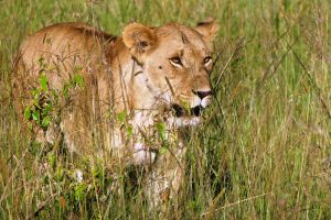 Adventure Masai Mara