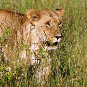 Adventure Masai Mara