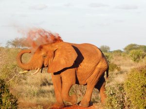 Best of Tsavo East National Park
