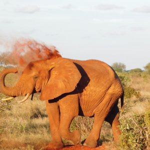 Best of Tsavo East National Park